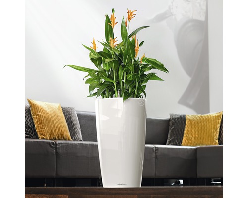 Zimmerpflanze mit gelben Blüten in einem weißen Pflanzgefäß im Wohnzimmer