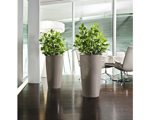 Zwei hohe Pflanzgefäße mit grünen Pflanzen in einem hellen Raum