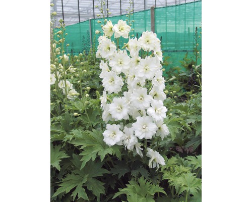 Pied d'Alouette vivace FloraSelf Delphinium-Cultivars 'Galahad' h 5-20 cm Co 0,5 l Pied d''alouette aux fleurs blanches