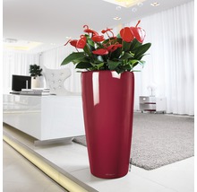 Haut pot de fleurs avec des anthuriums dans le salon.