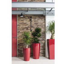 Intérieur avec plantes en pots devant un mur aspect pierre