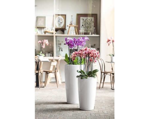 Deux jardinières blanches avec des orchidées violettes et roses sur un sol en briques