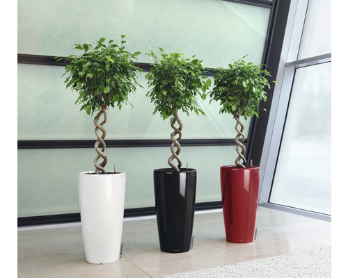 Trois plantes d''intérieur en pots en blanc, noir et rouge