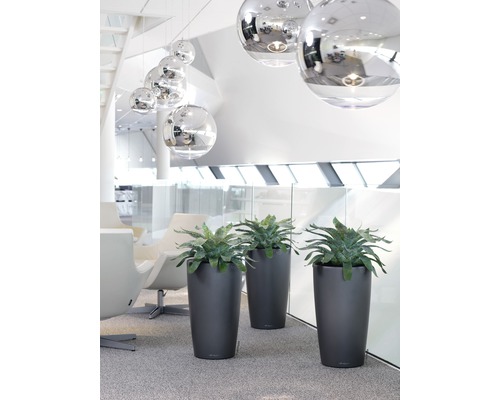 Plantes décoratives dans des jardinières à l''intérieur.