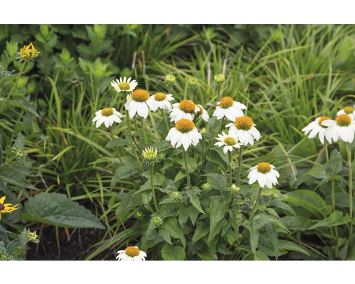 Nahaufnahme von weißen und gelben Sonnenhutblüten im Gartenbeet