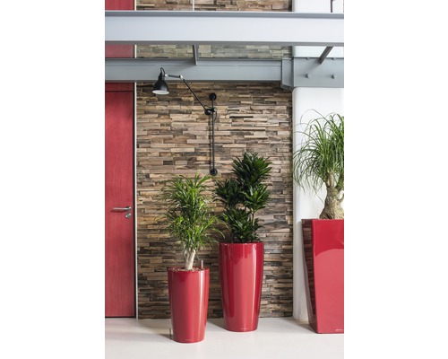 Dekorative Zimmerpflanzen in Pflanzgefäßen vor einer Wand mit Steinverkleidung