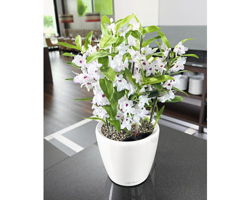 Plante de Dendrobium Nobilé avec des fleurs blanches dans un pot blanc