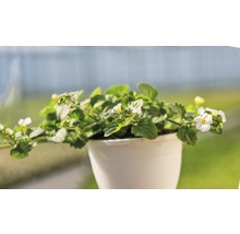Bacopa-Pflanze mit weißen Blüten im Topf