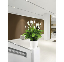 Pot de fleurs Lechuza Classico LS Ø 28 x H 26 cm blanc avec système d'arrosage de la terre avec insert pour plantes substrat indicateur de niveau d'eau
