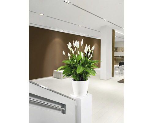 Einrichtungsansicht mit einer Friedenslilie im weißen Topf