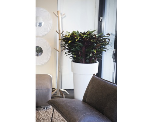 Innenraumszene mit Zimmerpflanze in einem Pflanzgefäß, Garderobenständer, Spiegeln und Sitzmöbeln