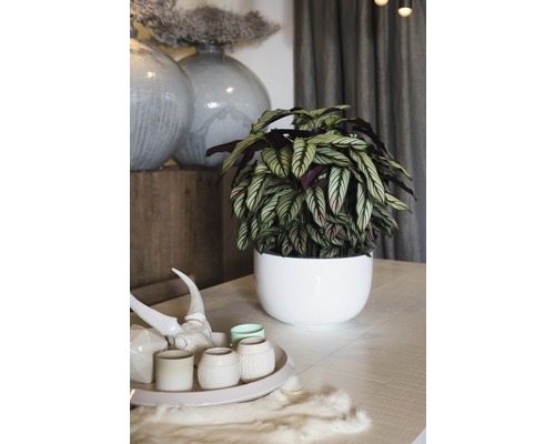 Calathea Whitestar FloraSelf H 45-55 cm Calathea Whitestar FloraSelf H 45-55 cm