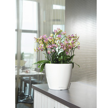 Pot de fleurs Lechuza Classico LS Ø 35 x H 33 cm blanc avec système d'arrosage de la terre avec insert pour plantes substrat indicateur de niveau d'eau