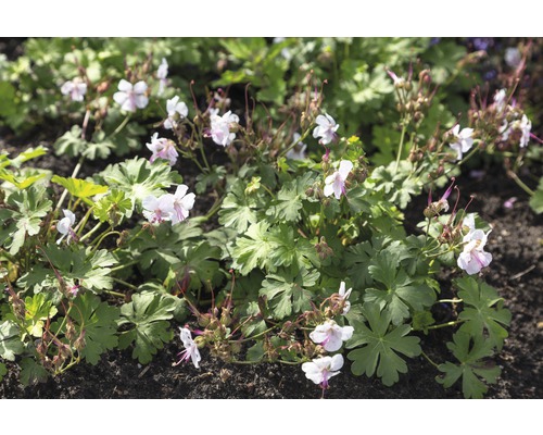 Fleur des elfes en fleurs dans un parterre de jardin