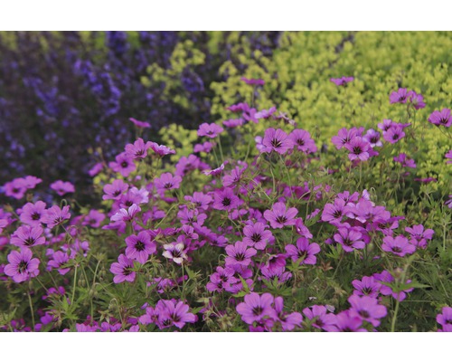 Zwerg Storchschnabel FloraSelf Geranium cinerea 'Ballerina' H 5-15 cm Co 0,5 L Nahaufnahme von lila Storchschnabelblüten im Garten