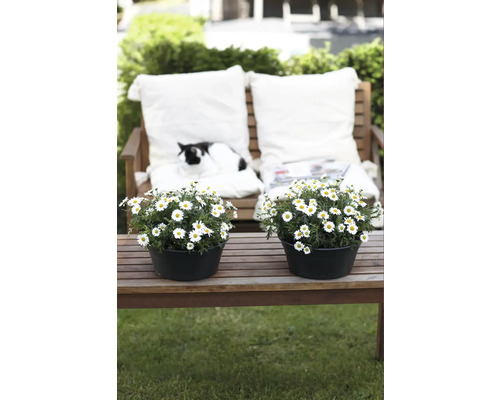 Garten Szene mit Margeriten in Töpfen und Katze auf Gartenbank