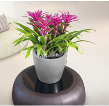 Bromélia dans un pot gris sur un tabouret marron