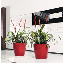 Blumentopf Lechuza Classico LS Ø 43 x H 40 cm rot inkl. Erdbewässerungsystem Pflanzeinsatz Substrat Wasserstandsanzeiger