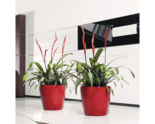 Zwei Bromelienpflanzen in Pflanzgefäßen