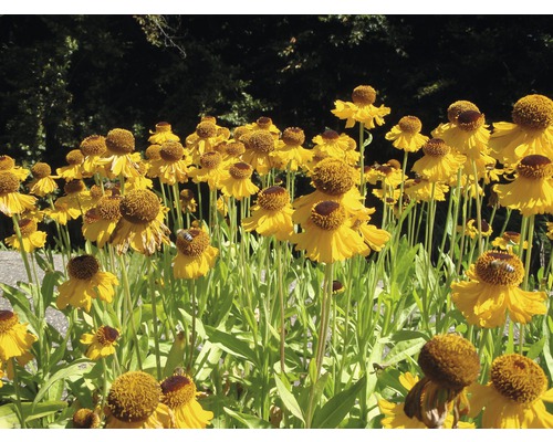 Fleurs d''hélénie jaune dans le jardin