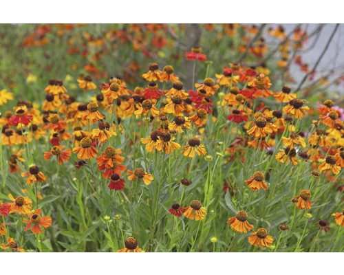 Sonnenbraut Helenium-Cultivars 'Moerheim Beauty' H 5-70 cm Co 0,5 L