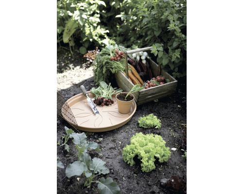 Potager avec récolte dans une caisse en bois, soucoupe et outil de jardinage