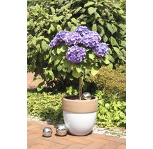 Hortensia de jardin dans une jardinière avec des boules décoratives