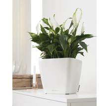 Bac Lechuza Quadro 28 x 28 x h 26 cm blanc avec système d'arrosage de la terre avec insert pour plantes substrat indicateur de niveau d'eau