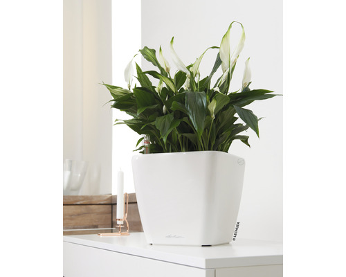 Einzimmerpflanze Spathiphyllum im weißen Topf