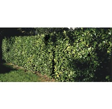 Im Bild ist eine dichte, grüne Kirschlorbeerhecke zu sehen, die als natürlicher Sichtschutz dient.