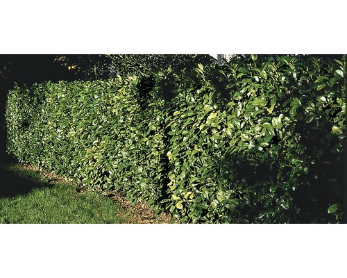 Kirschlorbeer, Lorbeerkirsche FloraSelf Prunus laurocerasus 'Novita' H 60-80  cm im ClickCo - HORNBACH Luxemburg