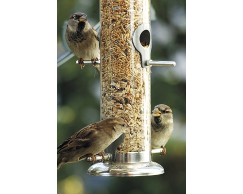 Mangeoire à oiseaux avec moineaux