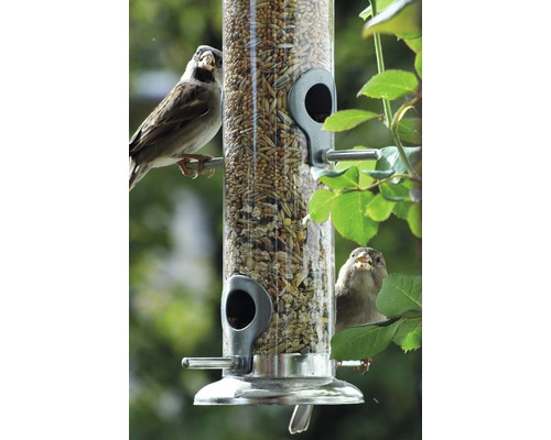 Deux moineaux sur une mangeoire remplie de nourriture pour oiseaux.