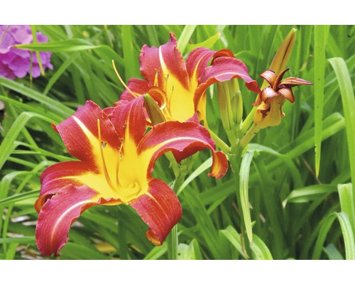 Hémérocalle FloraSelf Hemerocallis-Cultivars 'Sammy Russel' h 5-20 cm Co 0,5 l Gros plan de fleurs d''hémérocalles dans un parterre de jardin.