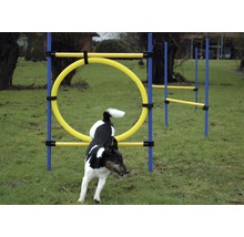 Chien sautant à travers un parcours de cerceaux d''agilité pour chiens
