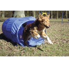 Hund springt durch einen blauen Hunde Agility Tunnel