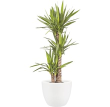 Pot de fleurs Elho Pure Soft avec roulettes 40 cm, rond, blanc