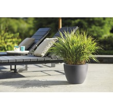 Herbe ornementale décorative en pot à côté de chaises longues sur la terrasse