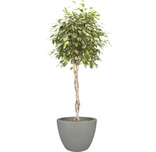 Plante d''intérieur benjamini en pot