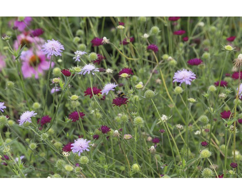 Blumenwiese mit verschiedenen Scabiosa-Blüten und einer Hummel