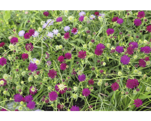 Nahaufnahme einer Wiesenknopf-Aussaat mit purpurroten Blüten