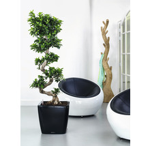 Bac Lechuza Quadro 43 x 43 x H 39 cm noir avec système d'arrosage de la terre avec insert pour plantes substrat indicateur de niveau d'eau