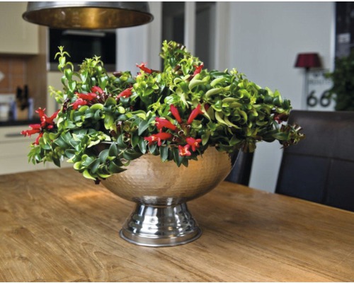 Plante d''intérieur décorative avec des fleurs rouges dans un pot argenté sur une table en bois