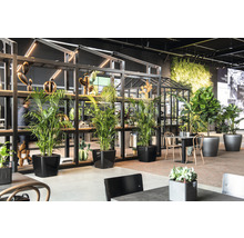 Intérieur avec plantes en pot, étagère et coin salon