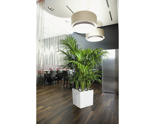 Intérieur avec palmier Kentia dans un pot blanc sous des lampes