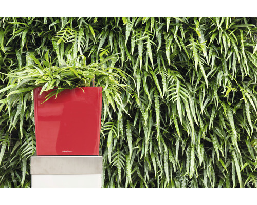 Jardinière rouge avec fougère devant un mur végétal
