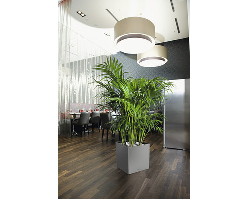 Zimmerpflanze in grauem, quadratischem Pflanzgefäß in einem Raum mit Tischen