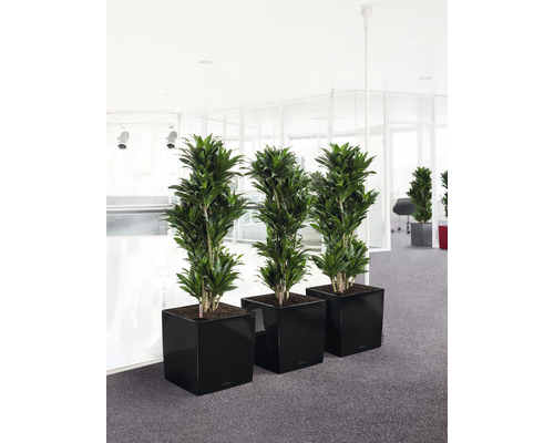 Trois dragonniers dans des pots noirs dans un bureau lumineux.