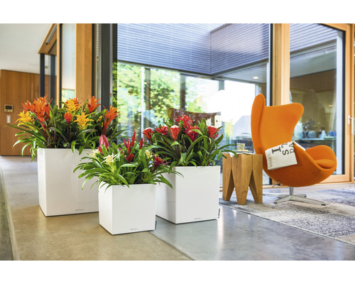 Innenaufnahme mit drei weißen Pflanzgefäßen mit blühenden Bromelien, die einen modernen Wohnraum schmücken.