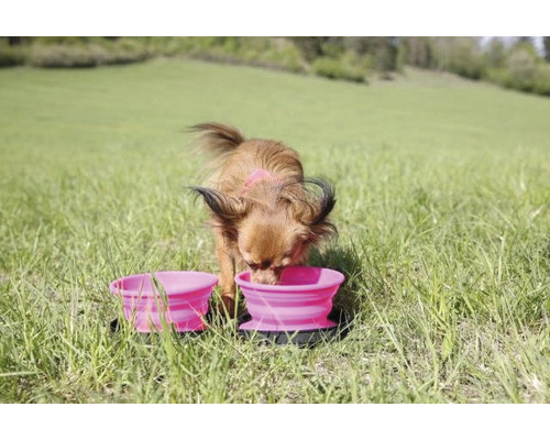 Ein Hund trinkt aus einem von zwei rosa Hundenäpfen im Gras